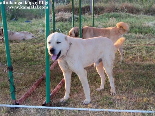  KANGAL AKBAŞLARI